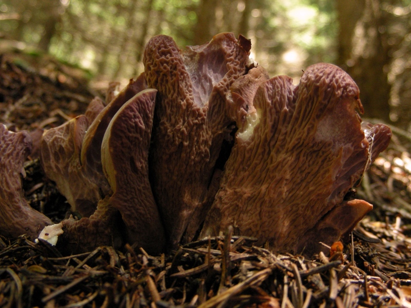 Abetaia di montagna secondo atto